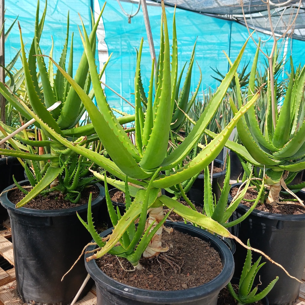 Aloe camperi