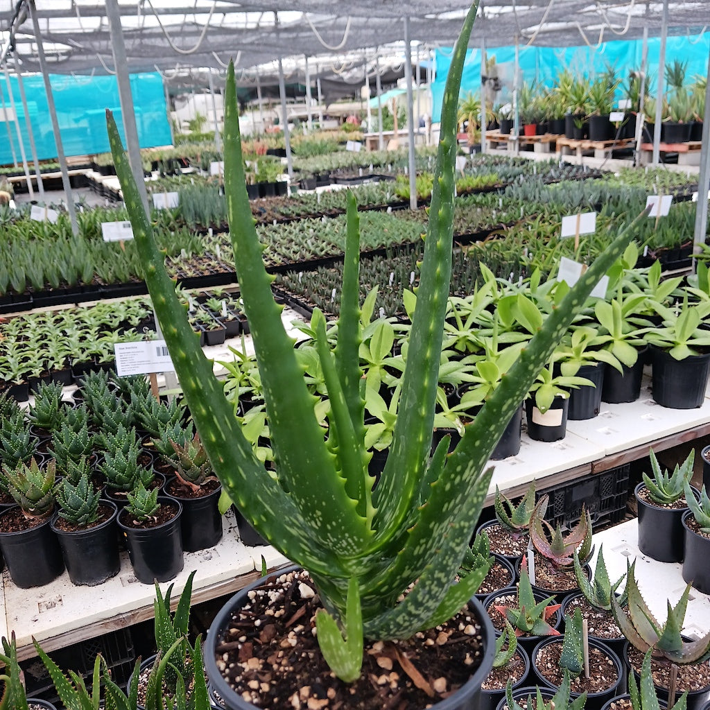 Aloe camperi "Cornuta" - 1ga