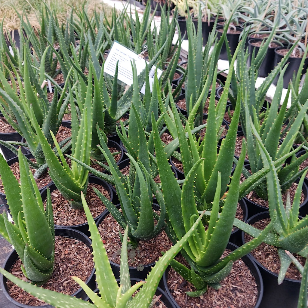 Aloe camperi "Cornuta" in 2 ga containers