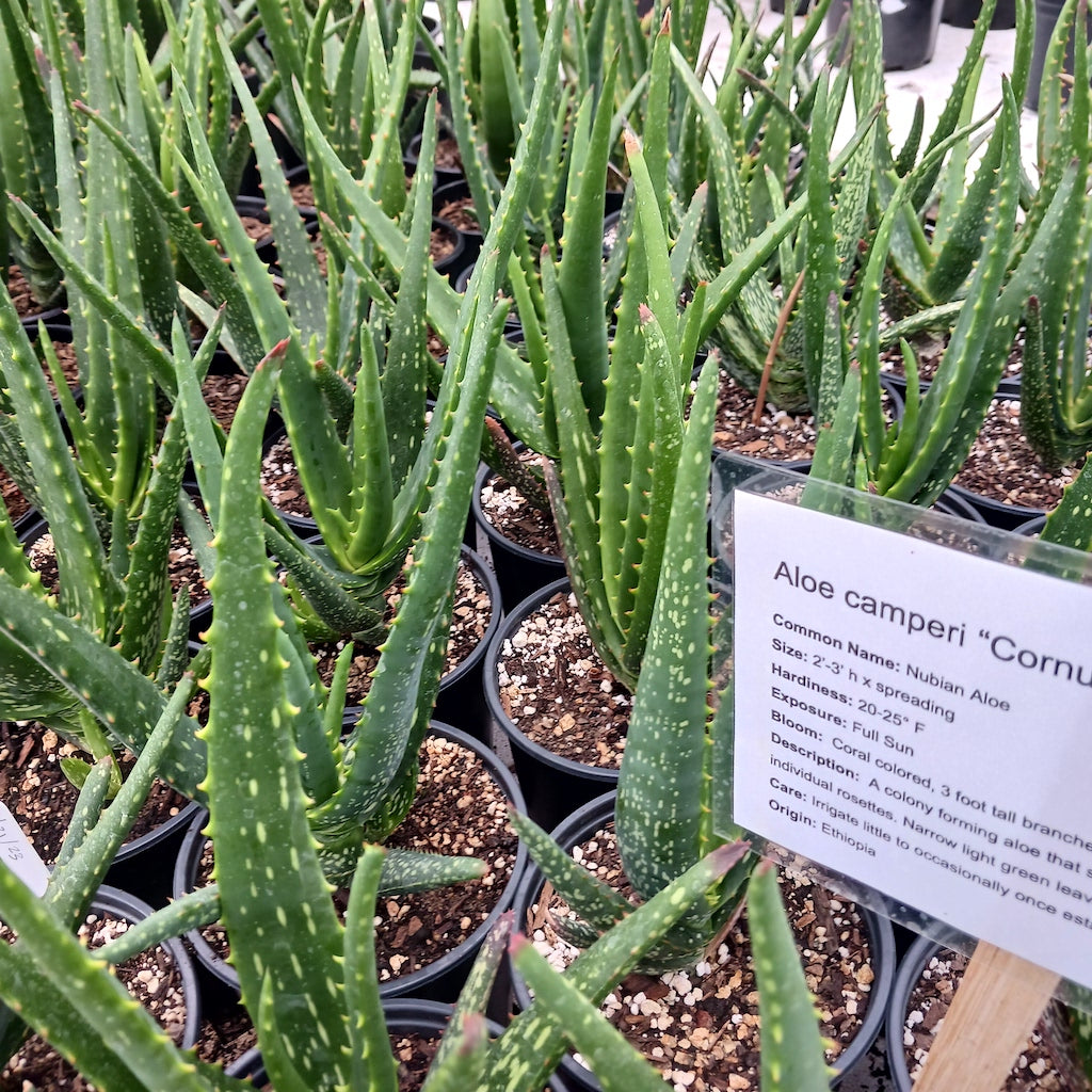 Aloe camperi "Cornuta" - 1ga