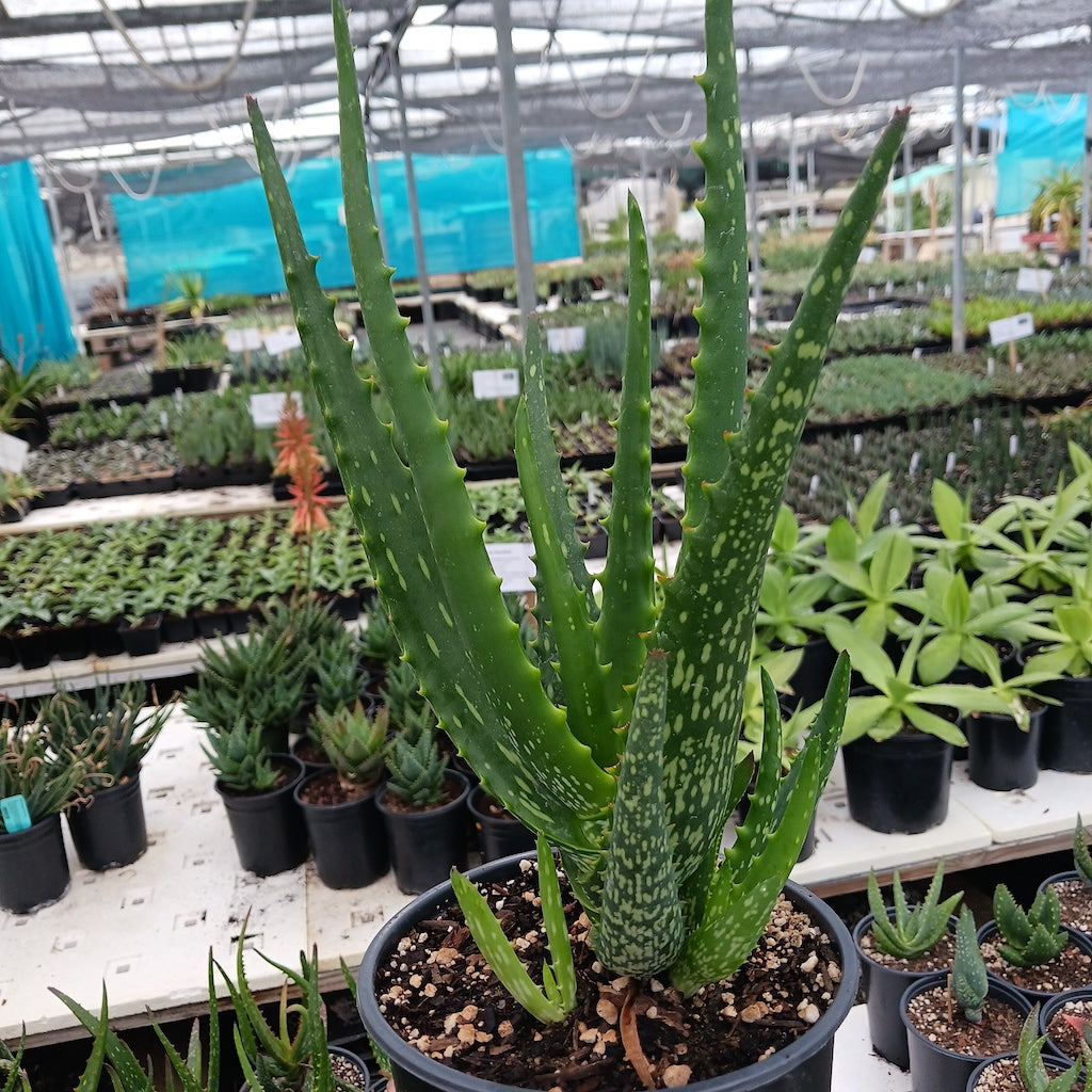Aloe camperi "Cornuta" - 1ga
