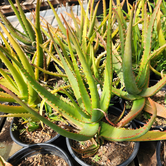 Aloe camperi 