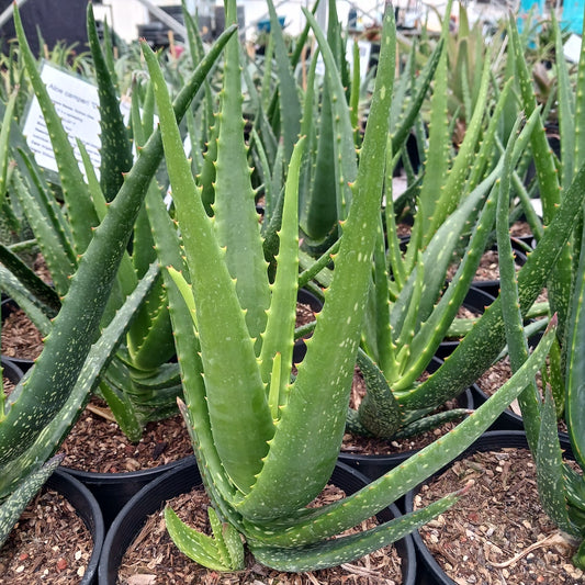 Aloe camperi "Cornuta" 2ga