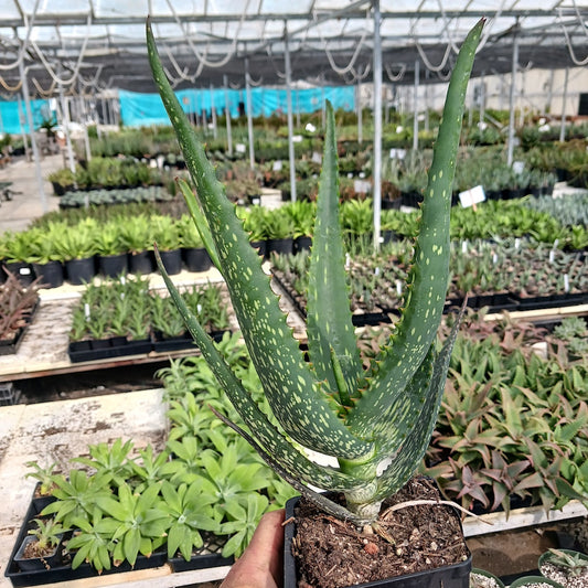 Aloe camperi "cornuta"