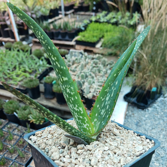 Aloe camperi "cornuta"