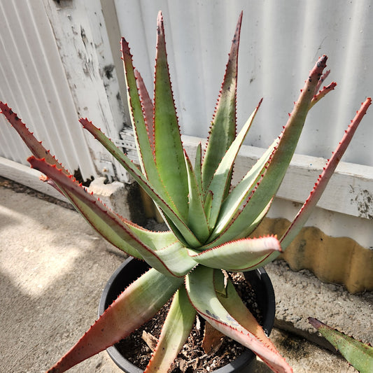Aloe capitata
