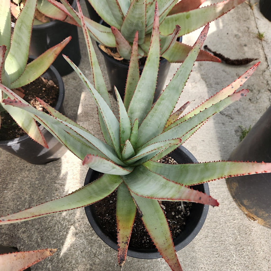 Aloe capitata