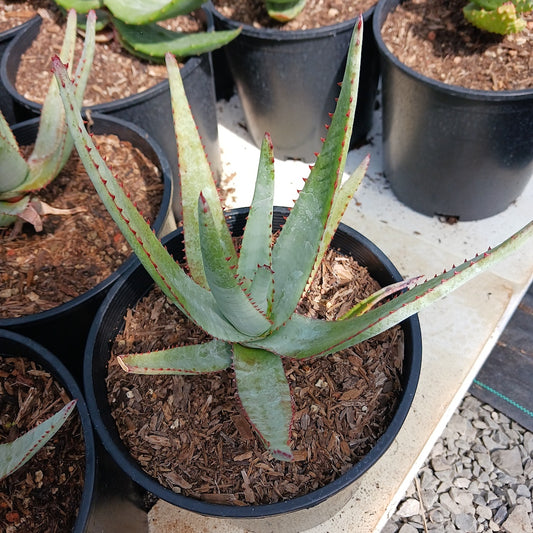 Aloe capitata "Yellow Hoodie"