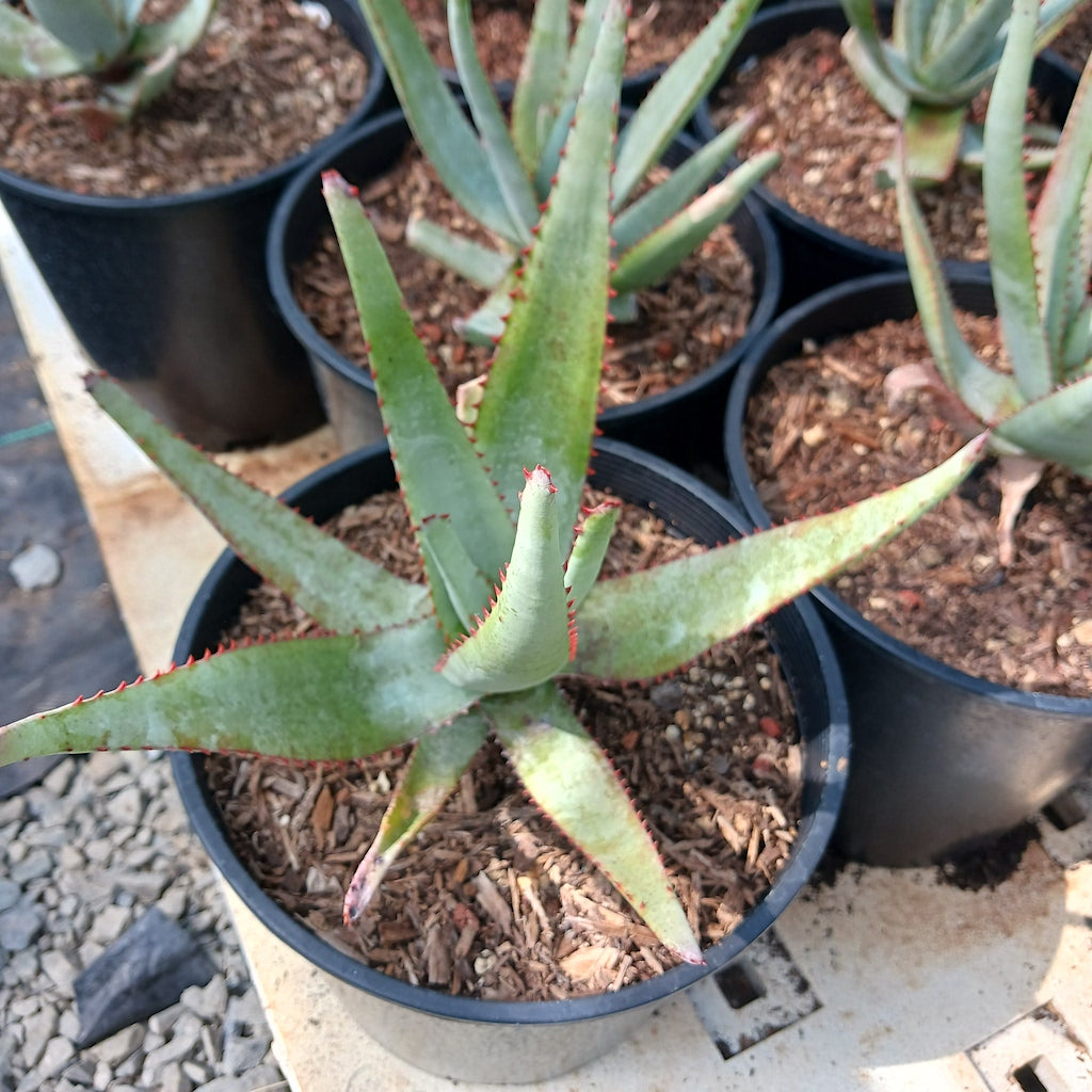 Aloe capitata "Yellow Hoodie"