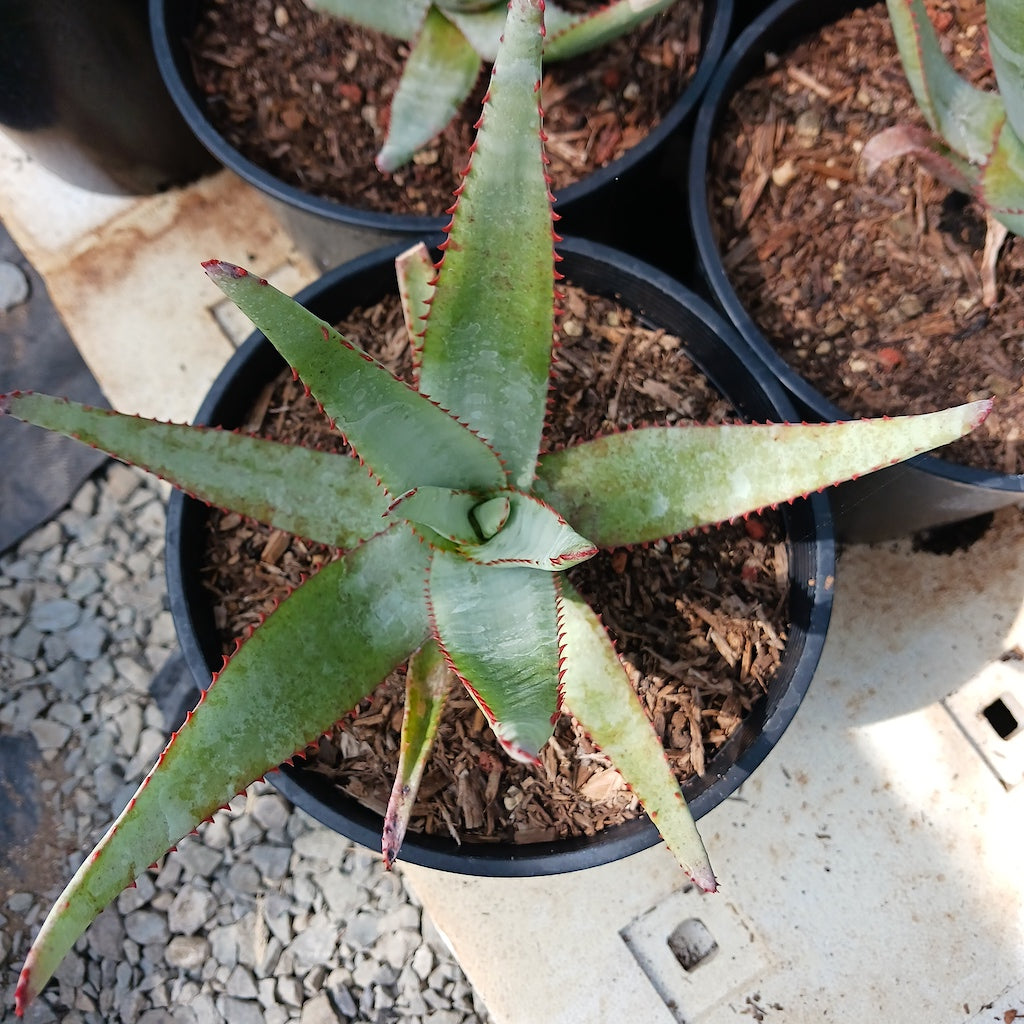 Aloe capitata "Yellow Hoodie"