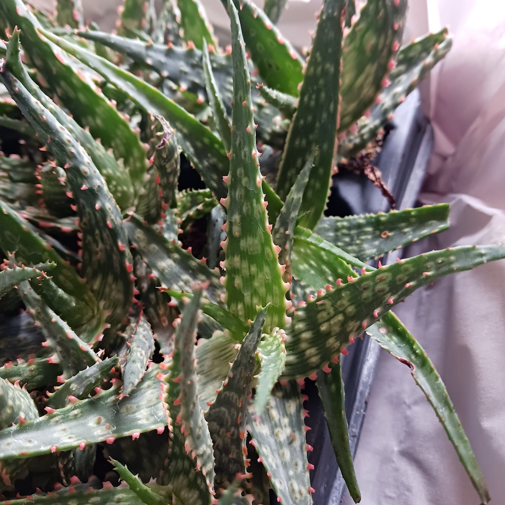 Aloe "Carmine" - plug