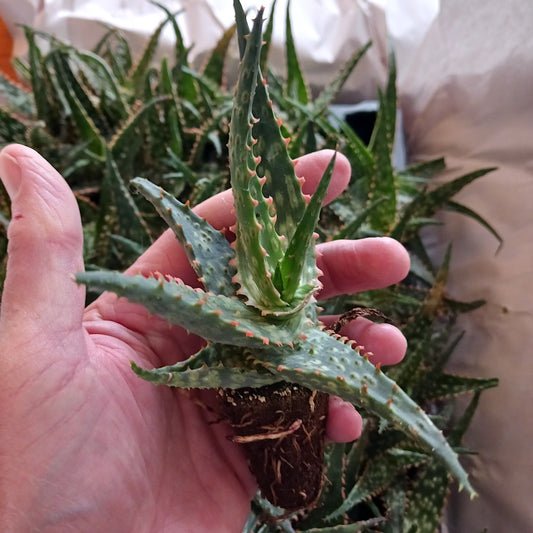 Aloe "Carmine" - plug