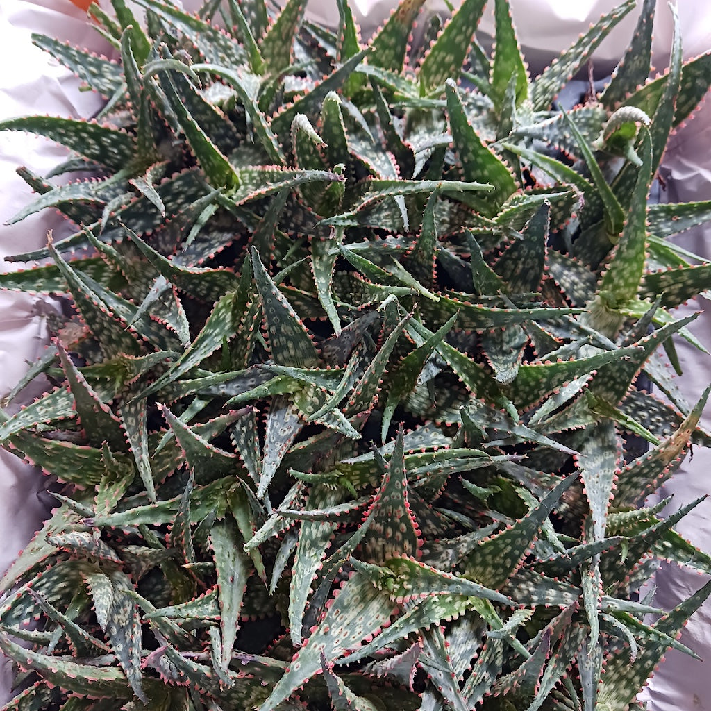 Aloe "Carmine" - plug