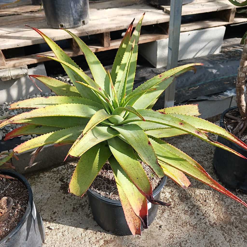 Aloe "Carpinteria Gem"