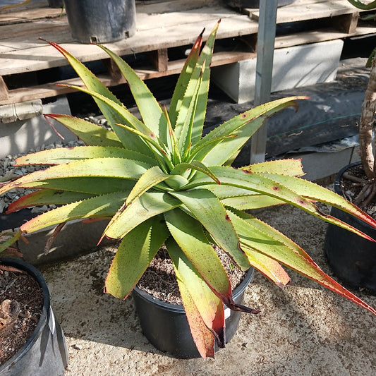 Aloe "Carpinteria Gem"