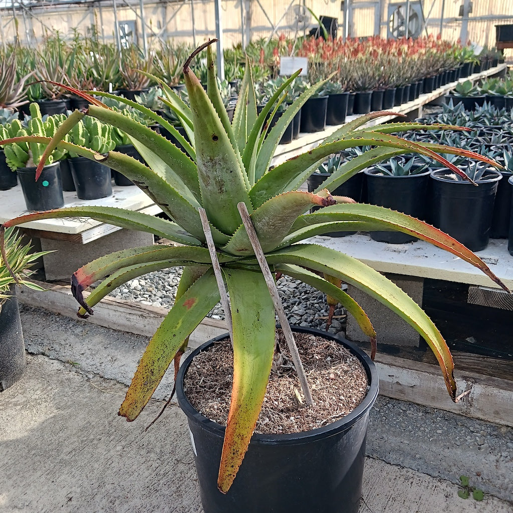 Aloe "Carpinteria Gem"
