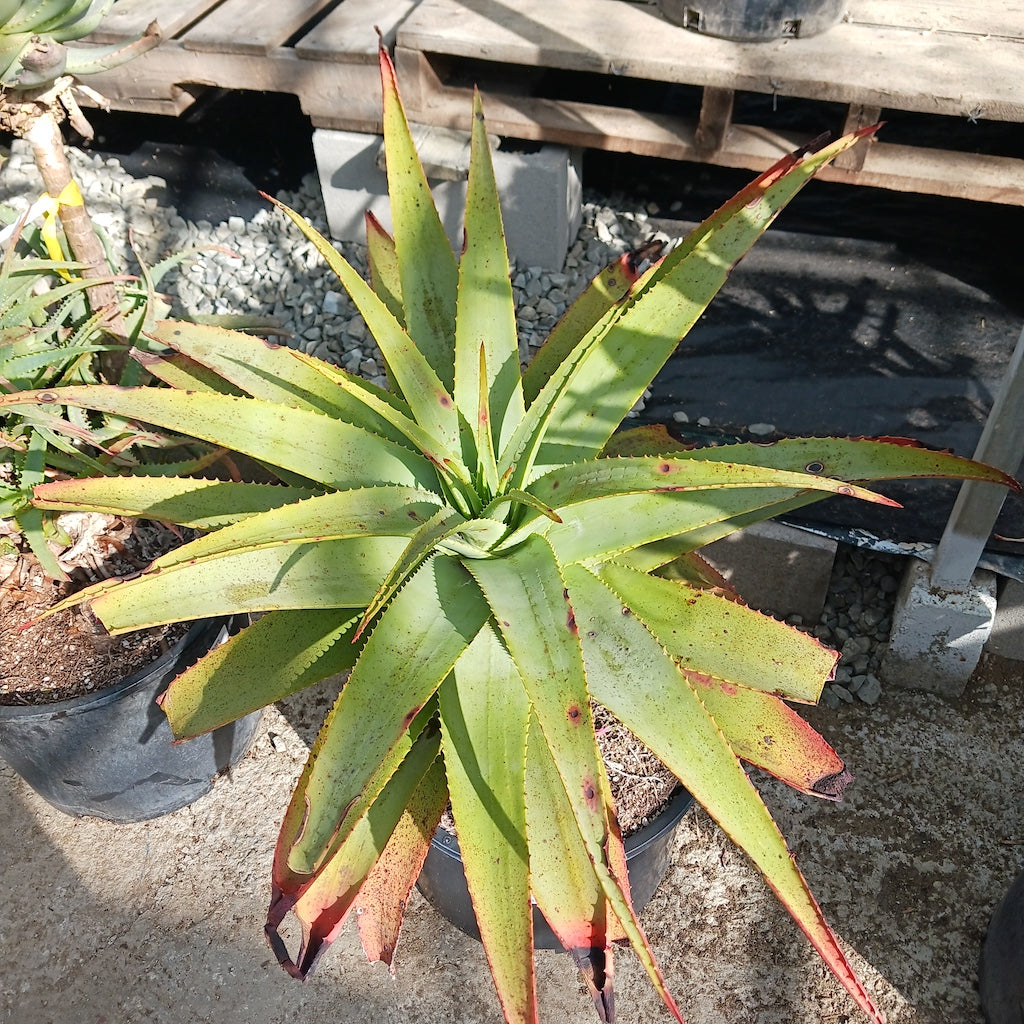 Aloe "Carpinteria Gem"