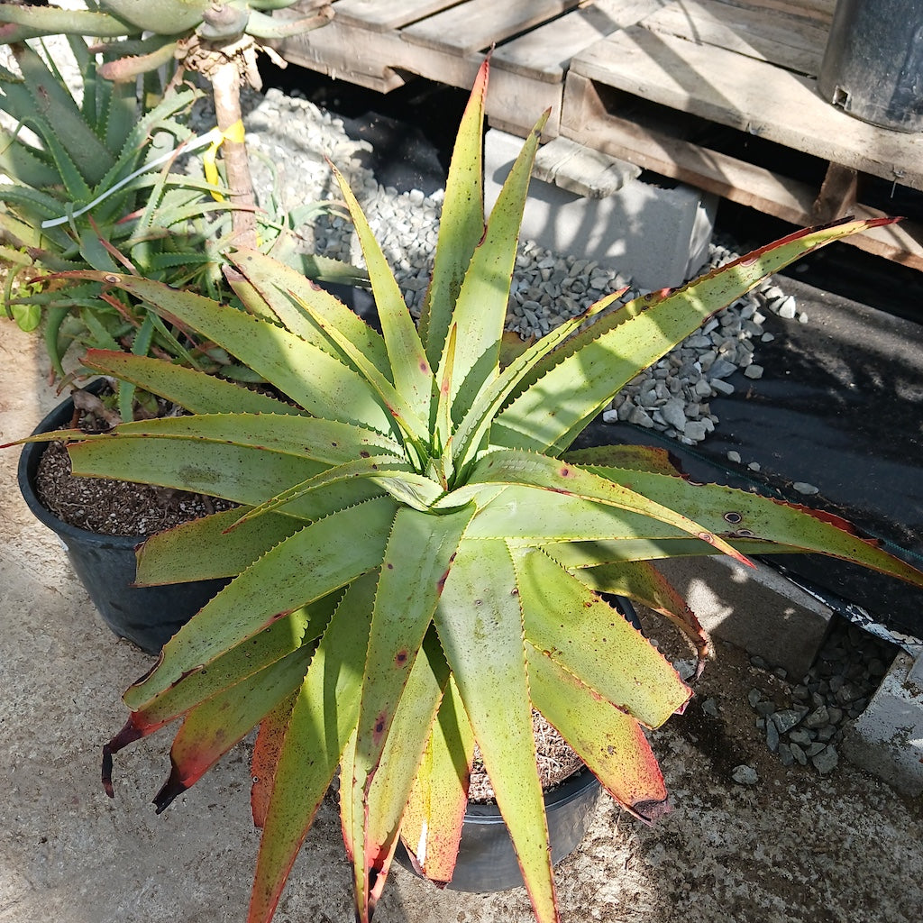 Aloe "Carpinteria Gem"