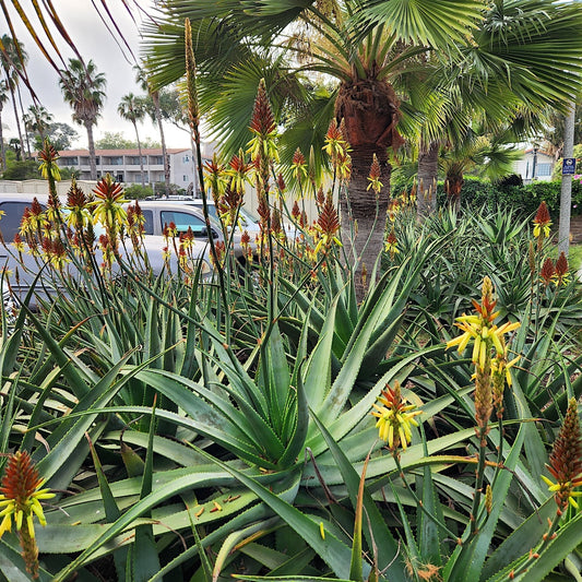 Aloe "Carpinteria Gem" colony at the Santa Barbara Marina