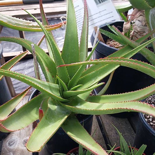 Aloe castanea - 5ga