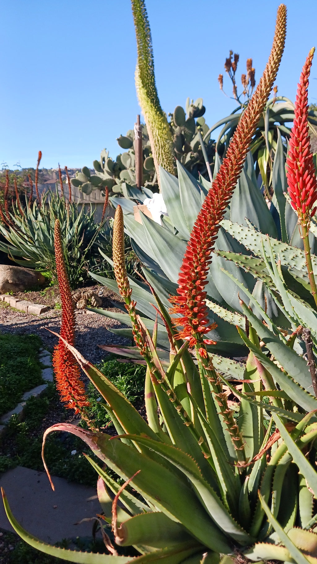 aloe castanea's cat tail-like flower spike