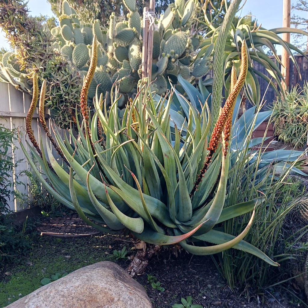 Aloe castanea in landscape