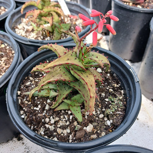 Aloe castilloniae - 1ga