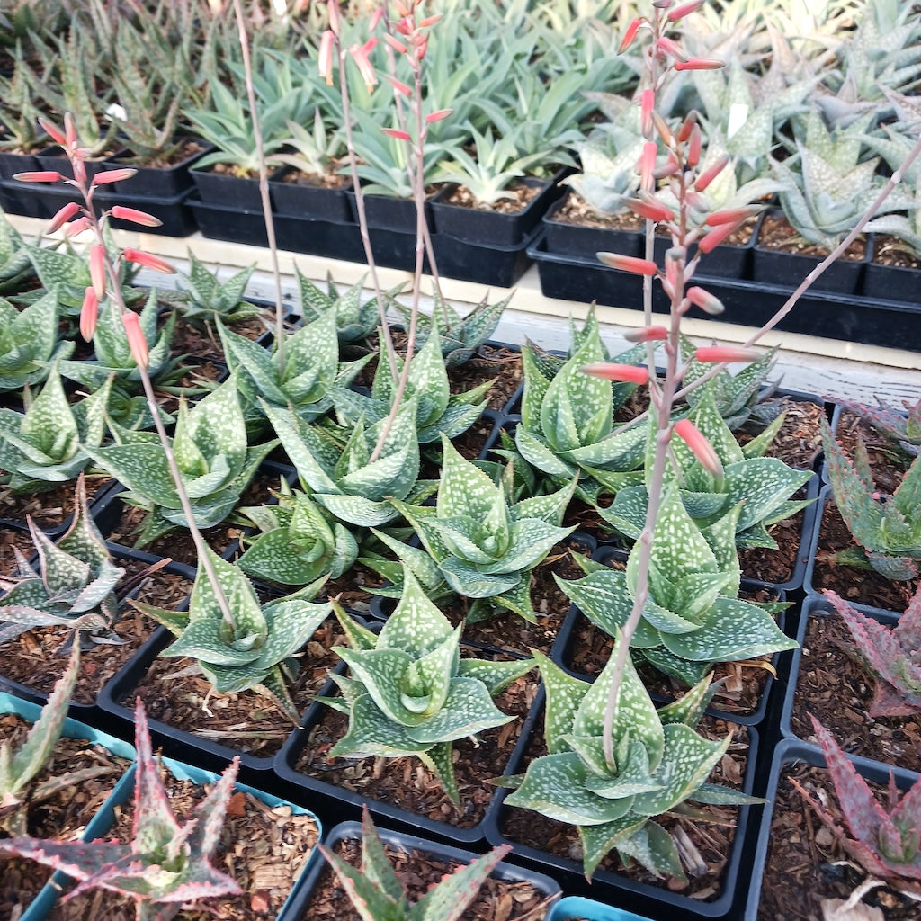 Several Aloe "Cha Cha" in 4 inch pots with some in bloom