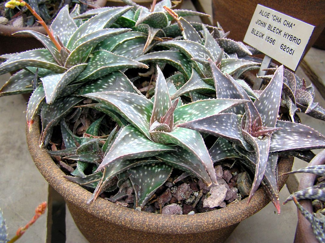 Mature Aloe "Cha Cha" in pot