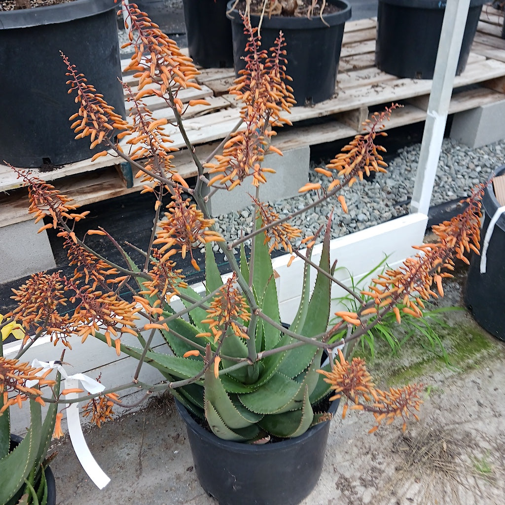 Aloe Chabaudii "Dan's Tangerine"