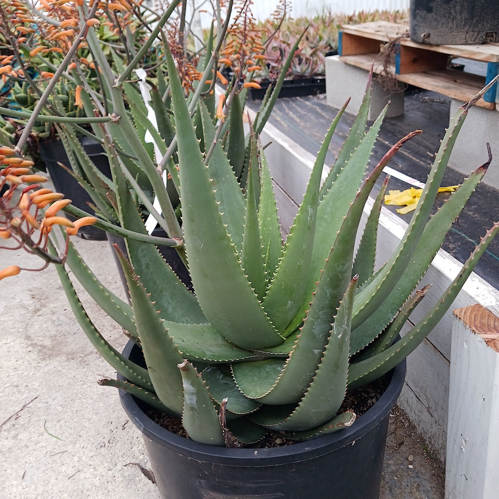 Aloe Chabaudii "Dan's Tangerine"