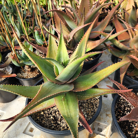 Aloe chabaudii 