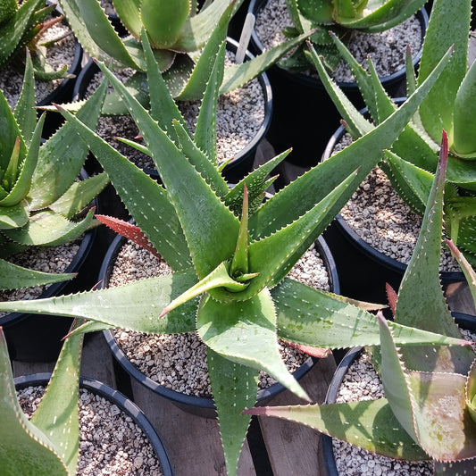 Aloe Chabaudii "Orange Burst" - 3ga
Info
