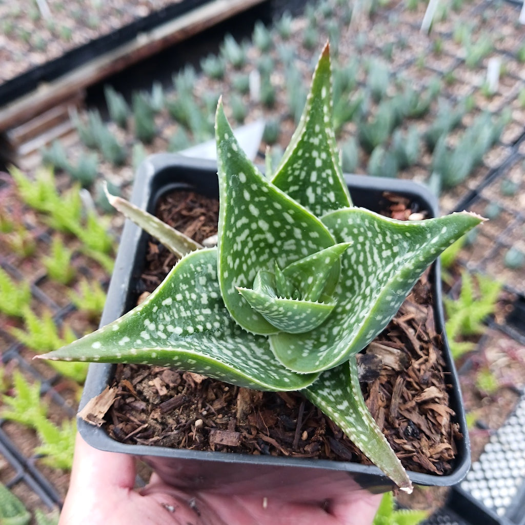 Aloe "Cha Cha"