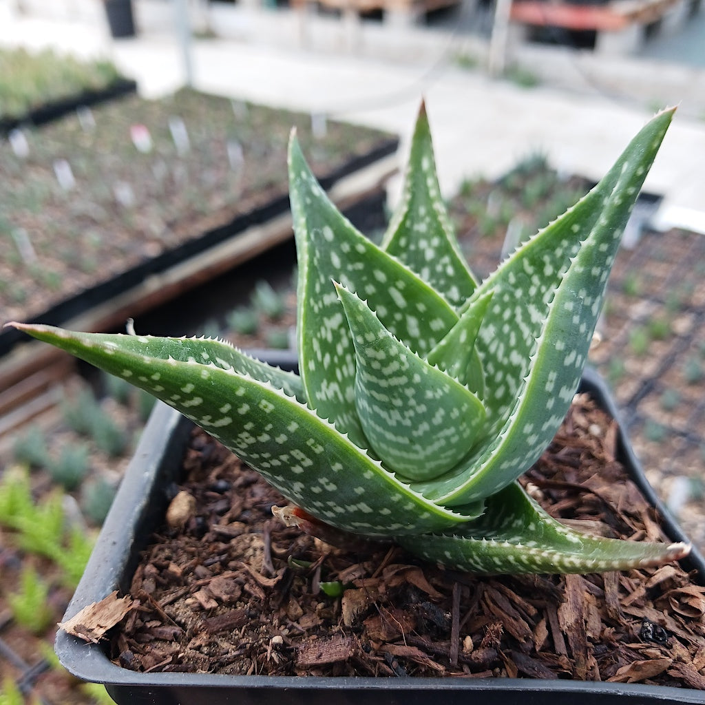 Aloe "Cha Cha"