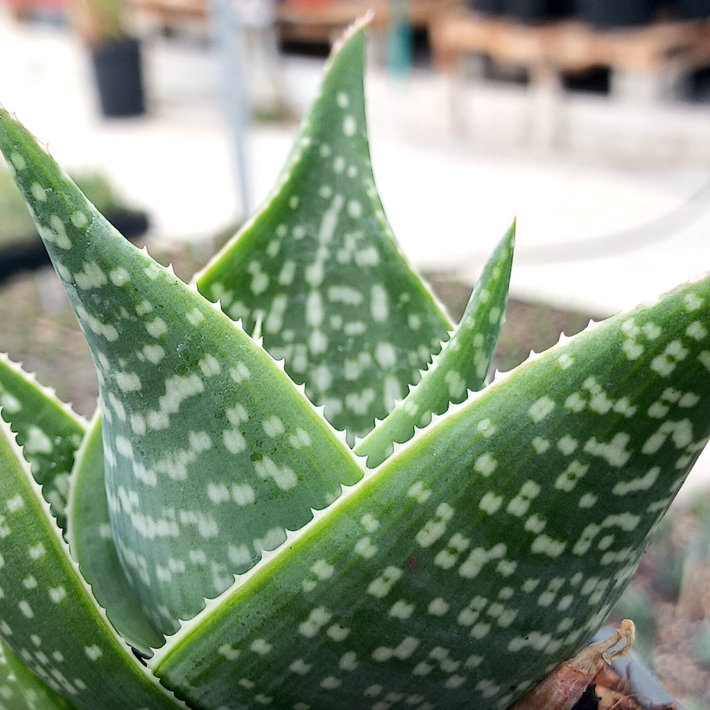 Close view of Aloe "Cha Cha"