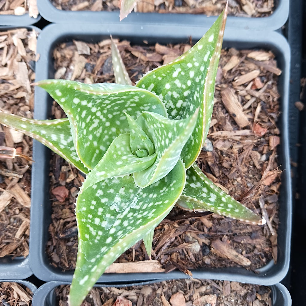 Aloe "Cha Cha"