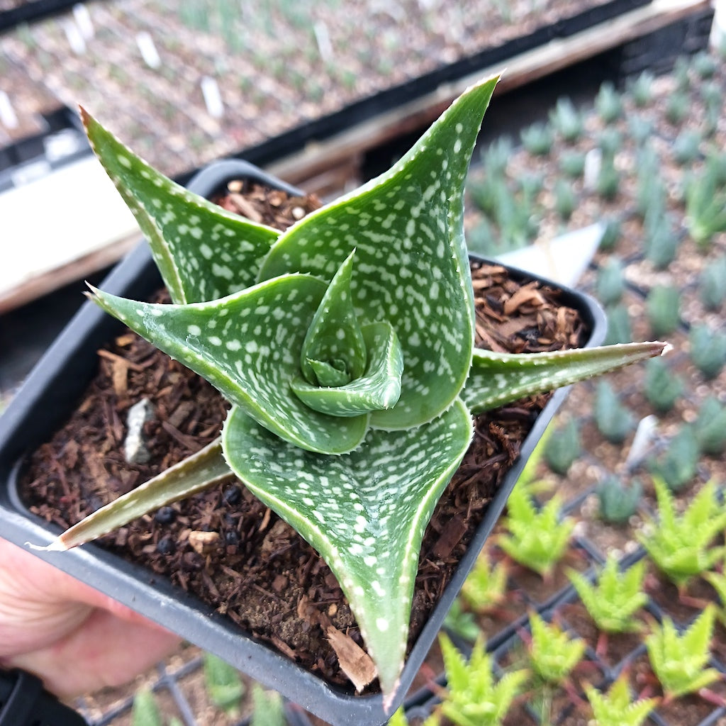 Aloe "Cha Cha"