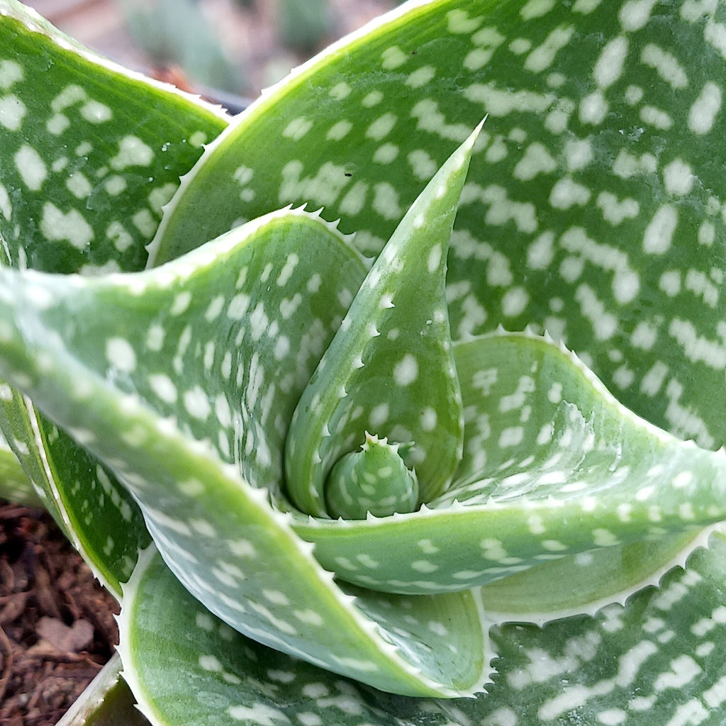 close view of Aloe "Cha Cha"