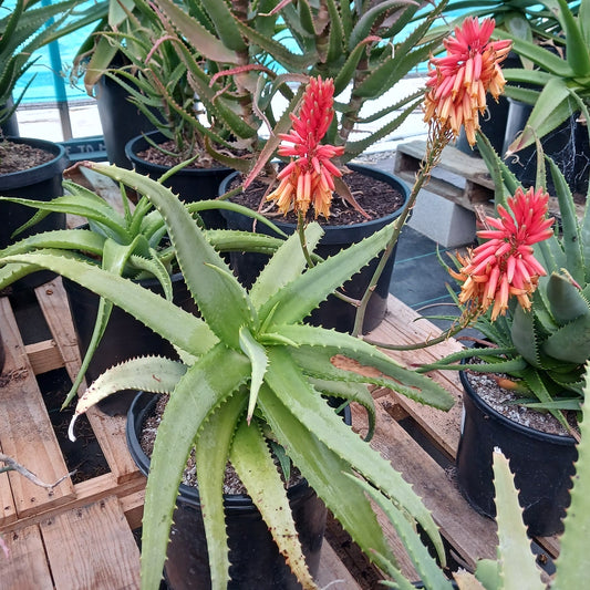 Aloe cheranganiensis