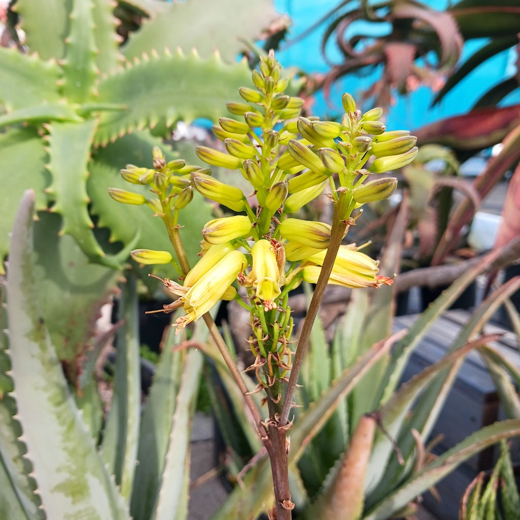 Aloe 