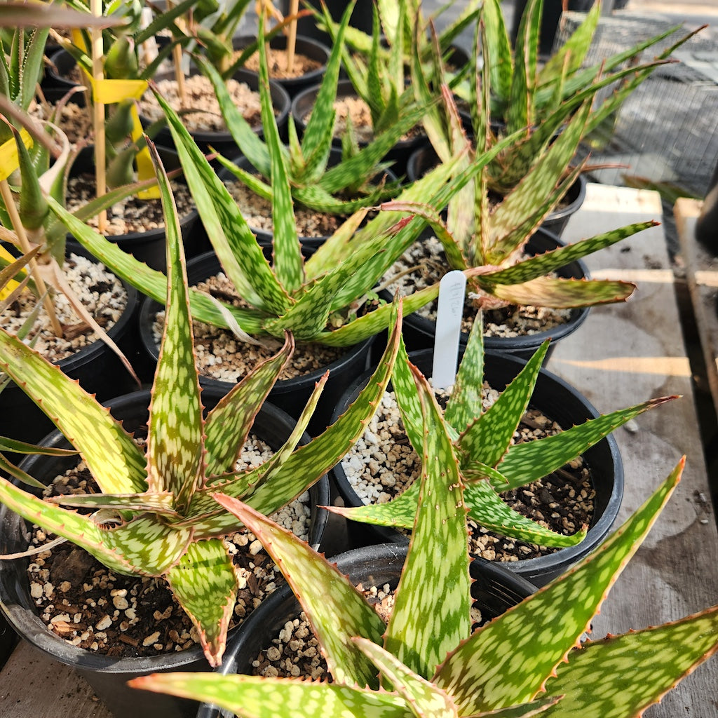 Aloe "Chico Banana" - 1ga