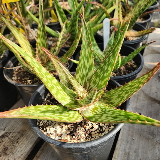 Aloe "Chico Banana" - 1ga