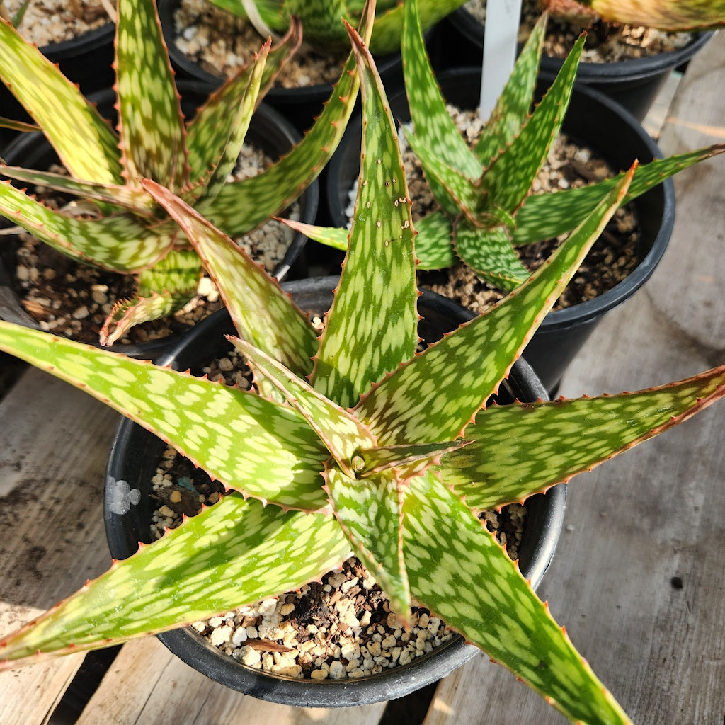 Aloe "Chico Banana" - 1ga