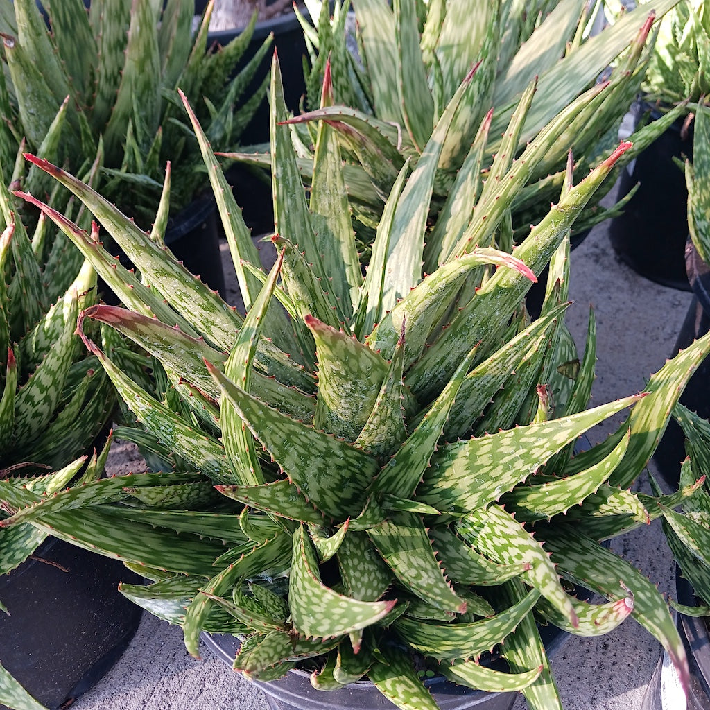Aloe 