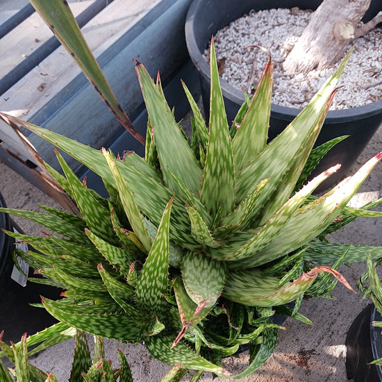 Aloe 