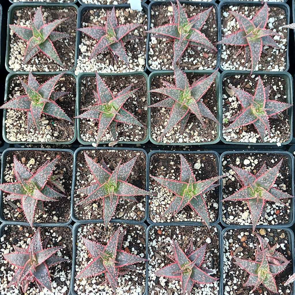 Aloe "Christmas Carol"