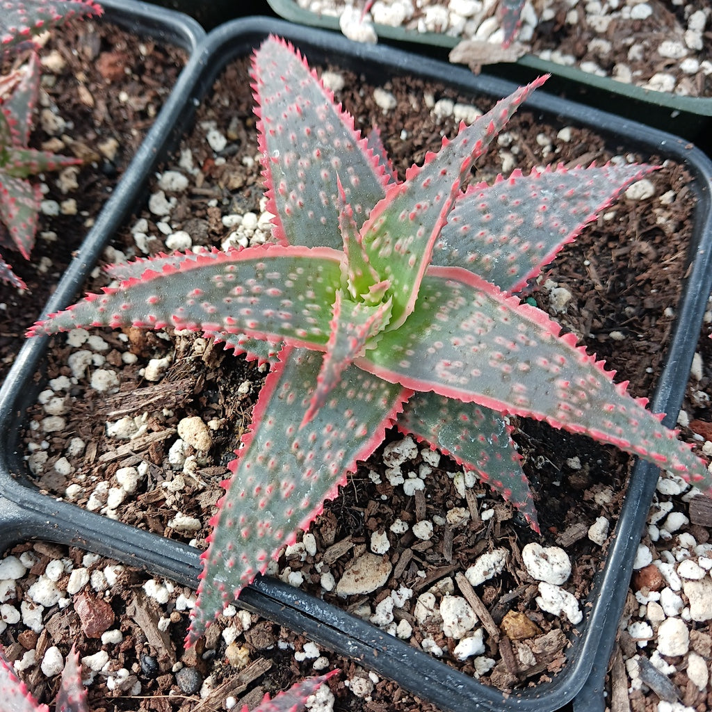 Aloe "Christmas Carol"