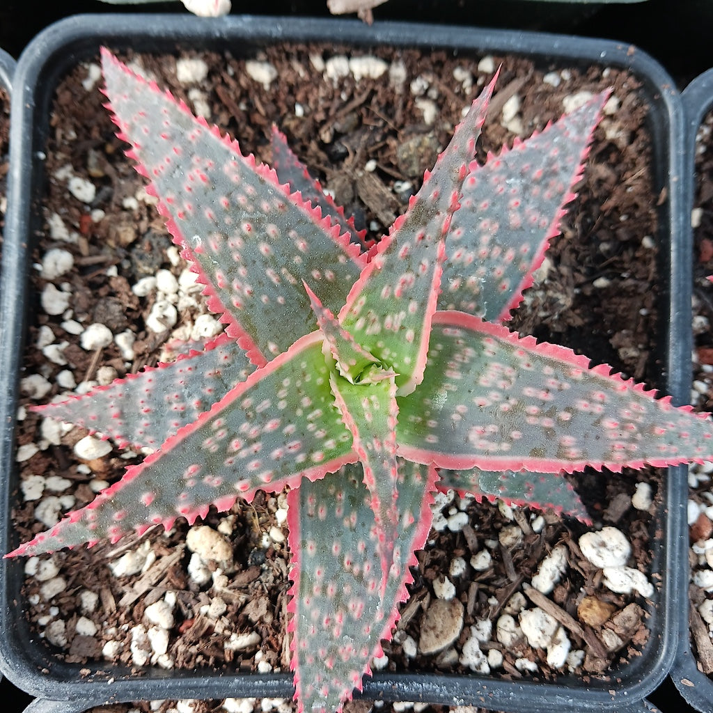 Aloe "Christmas Carol"