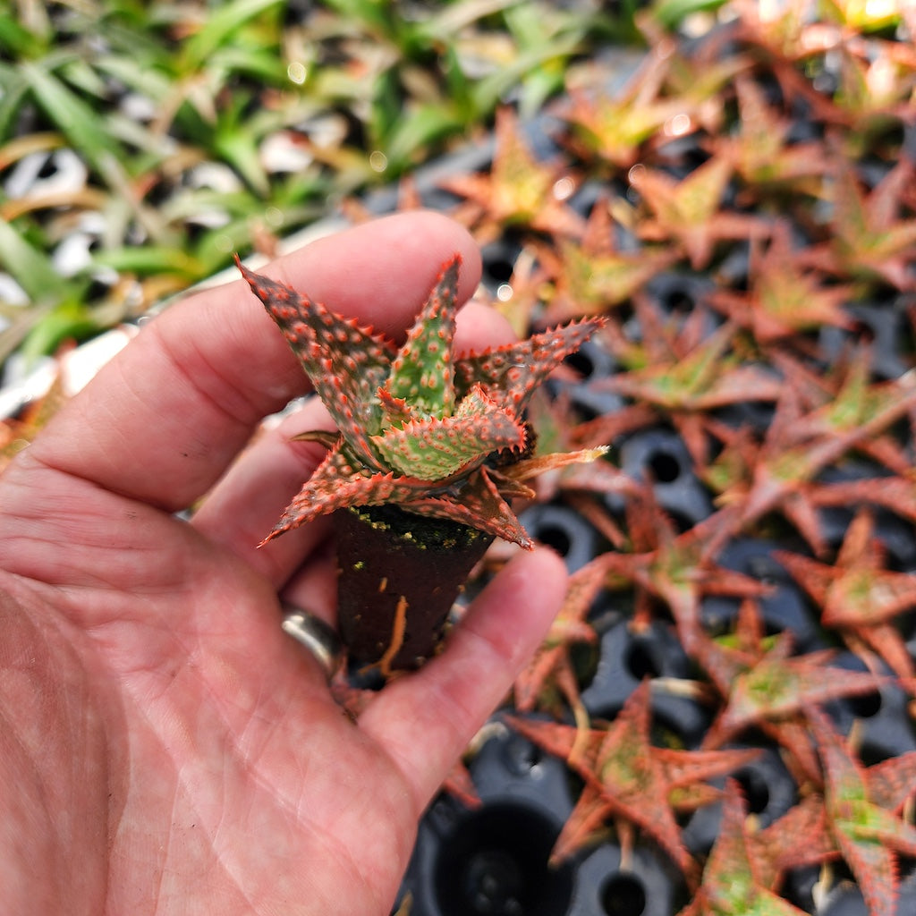 Aloe "Christmas Carol"